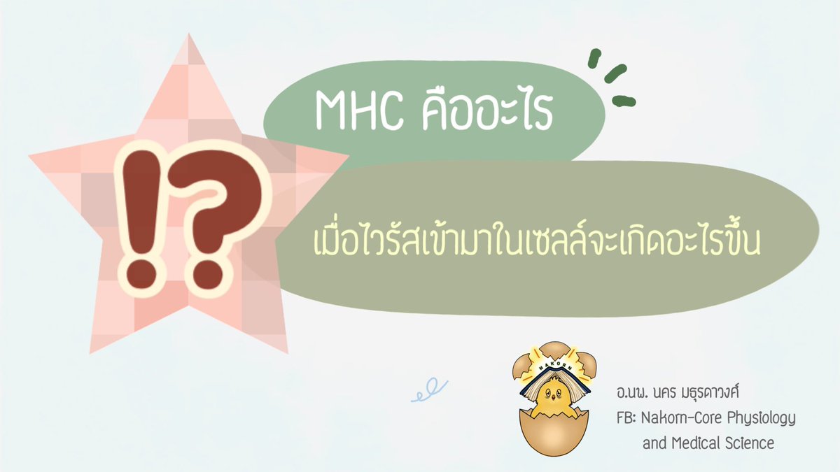 NNakorn5's tweet photo. 🌟🌟 เรื่อง : เมื่อเชื้อไวรัสเข้าสู่ร่างกายเรา ร่างกายเราจะสู้ยังไง?
📚 ภาค 1: ทำอย่างไรดี ไวรัสมันหนีเข้าเซลล์
.
🌵ตอนที่ 4 : MHC คืออะไร &amp; เมื่อไวรัสเข้ามาในเซลล์จะเกิดอะไรขึ้น?
.
ตอนนี้มี 2 หัวข้อ
ไปดูกันว่า 2 อันเนี้ย เกี่ยวข้องกันยังไง

#นสพ #นศพ #แพทย์ #ฟิสิโอ #Immune -(1) https://t.co/csAkOHfzns
