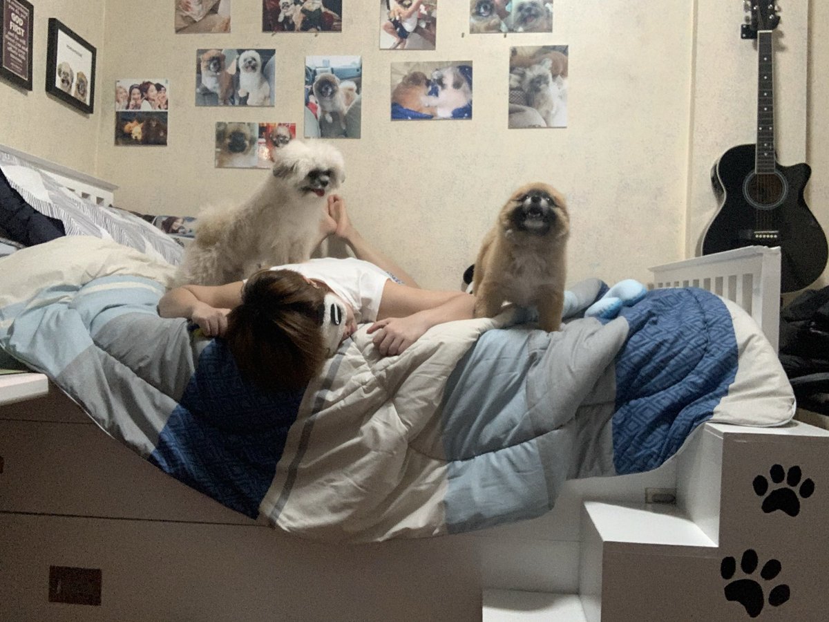 DendenSotto's tweet photo. Me teaching my babies how to use their stairs. Last pic is me giving up for tonight 😂🐼💙🐶🐶 https://t.co/DM9xTVZOty