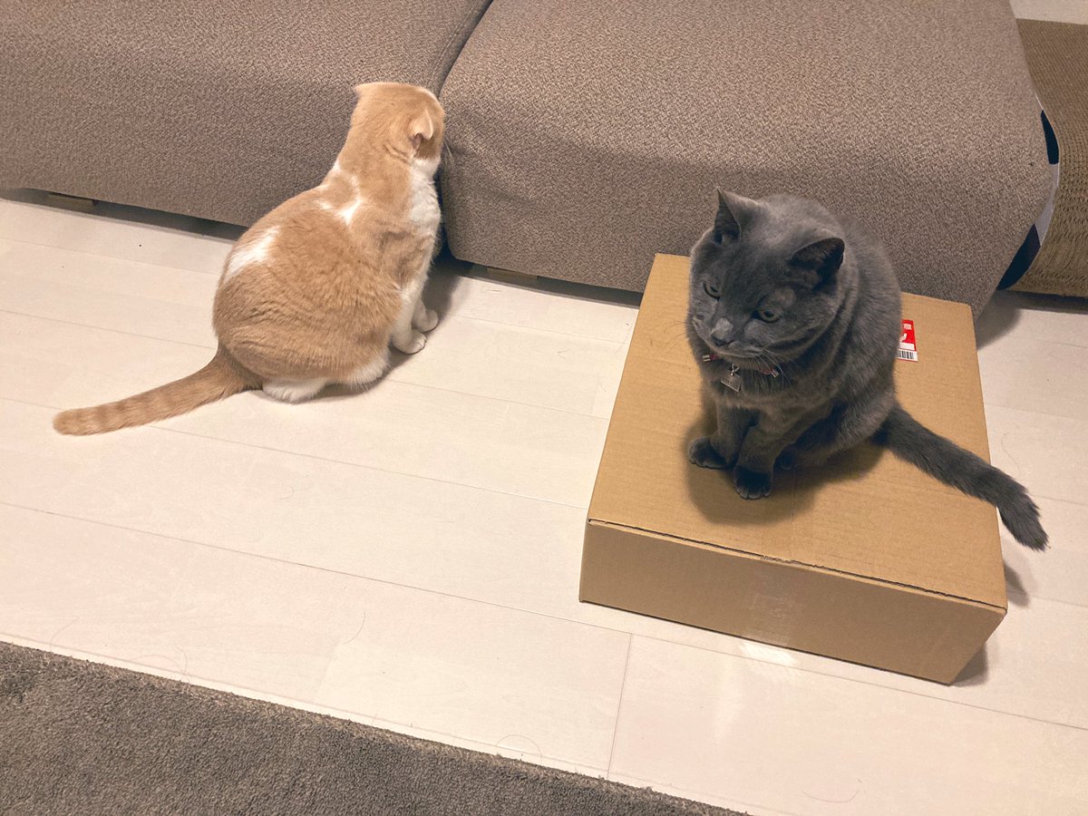 yukiimaruchan's tweet photo. ダンボールを守りたい
　　　　VS
ダンボールを奪いたい https://t.co/B51XXx138g