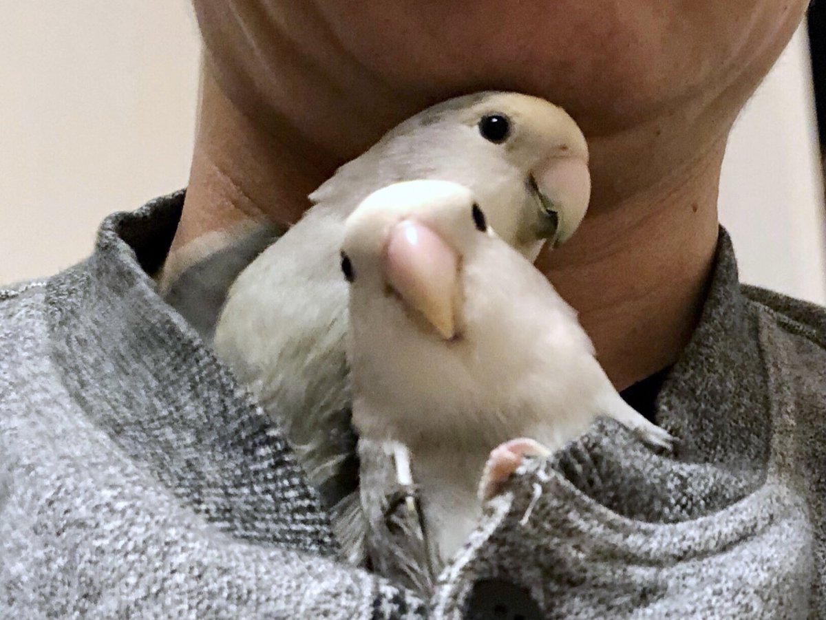 インコあるある Twitter Search