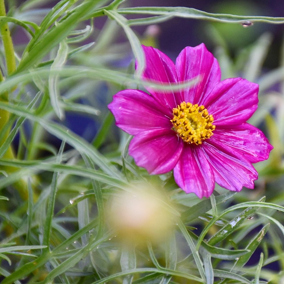 ty_ayumi's tweet photo. #Flower #Flower #flowerphotography #floweroftheday #HappyDays #beautiful https://t.co/whjtD8nzBF