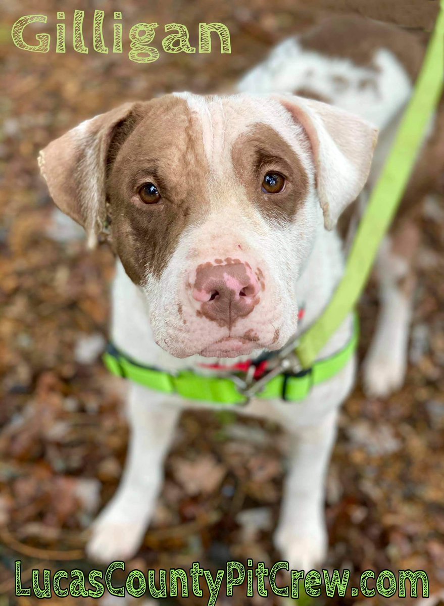 LCPitCrew's tweet image. Adorable adoptable!