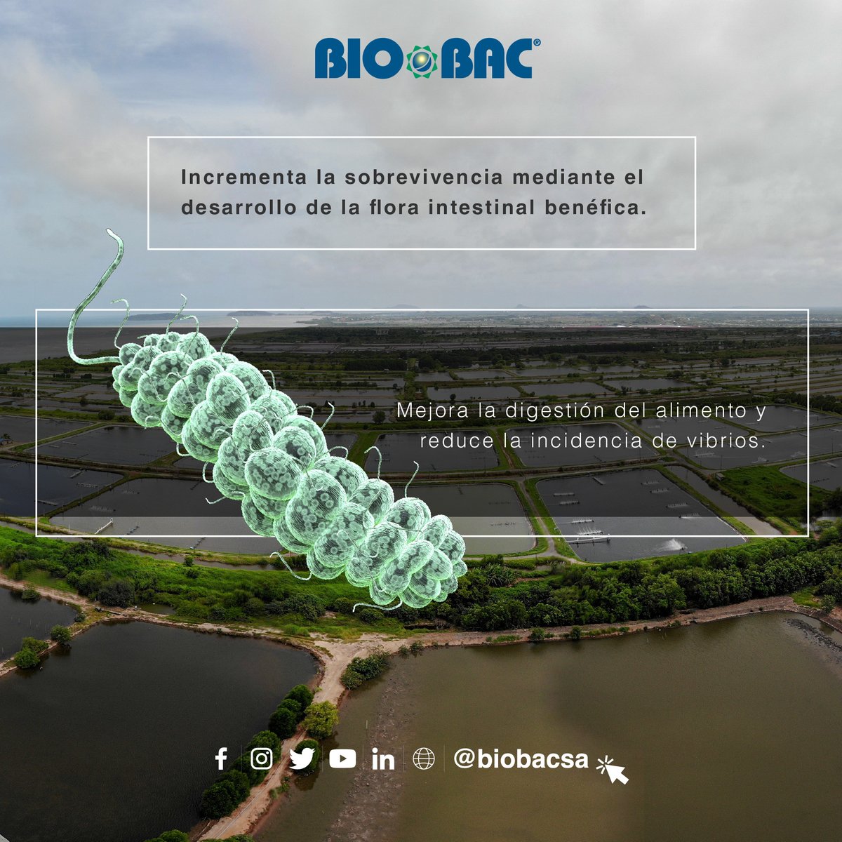 Biobacsa's tweet photo. Si quieres mejorar la digestibilidad del alimento balanceado, BIOBAC te recomienda PERFOSTIM. Un probiótico de tracto digestivo del camarón que incrementa la sobrevivencia mediante el desarrollo de la flora intestinal benéfica. 🦐👨🏻🔬👨🏻💻 https://t.co/1L9fgqzHJF