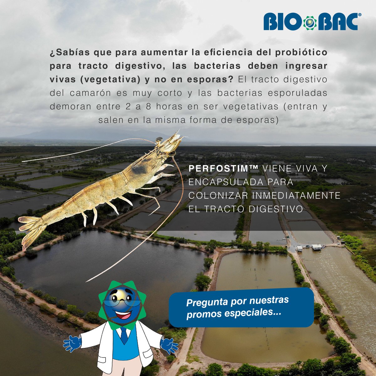 Biobacsa's tweet photo. Si quieres mejorar la digestibilidad del alimento balanceado, BIOBAC te recomienda PERFOSTIM. Un probiótico de tracto digestivo del camarón que incrementa la sobrevivencia mediante el desarrollo de la flora intestinal benéfica. 🦐👨🏻🔬👨🏻💻 https://t.co/1L9fgqzHJF