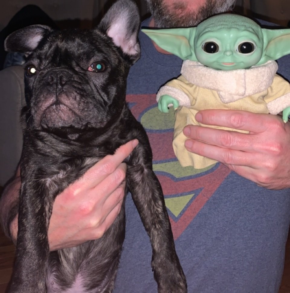 If I would have been able to name him, it would have been GROGU and not Archie. #StarWars #newpuppy