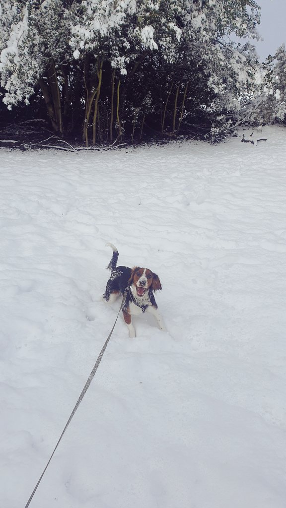 2021 is already better than 2020... 

Because we adopted this little energetic furball! 

Meet my new best mate, Marley 🐕

I apologise now for those video calls where I'm looking away from the screen, I'm not being rude - puppy toilet training is tough!