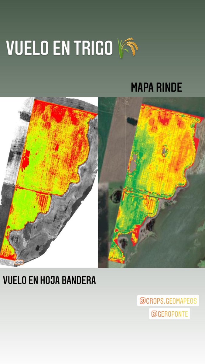 AgusForbice's tweet photo. NDVI HOJA BANDERA VS MAPA RINDE https://t.co/EnuGVaFNVA