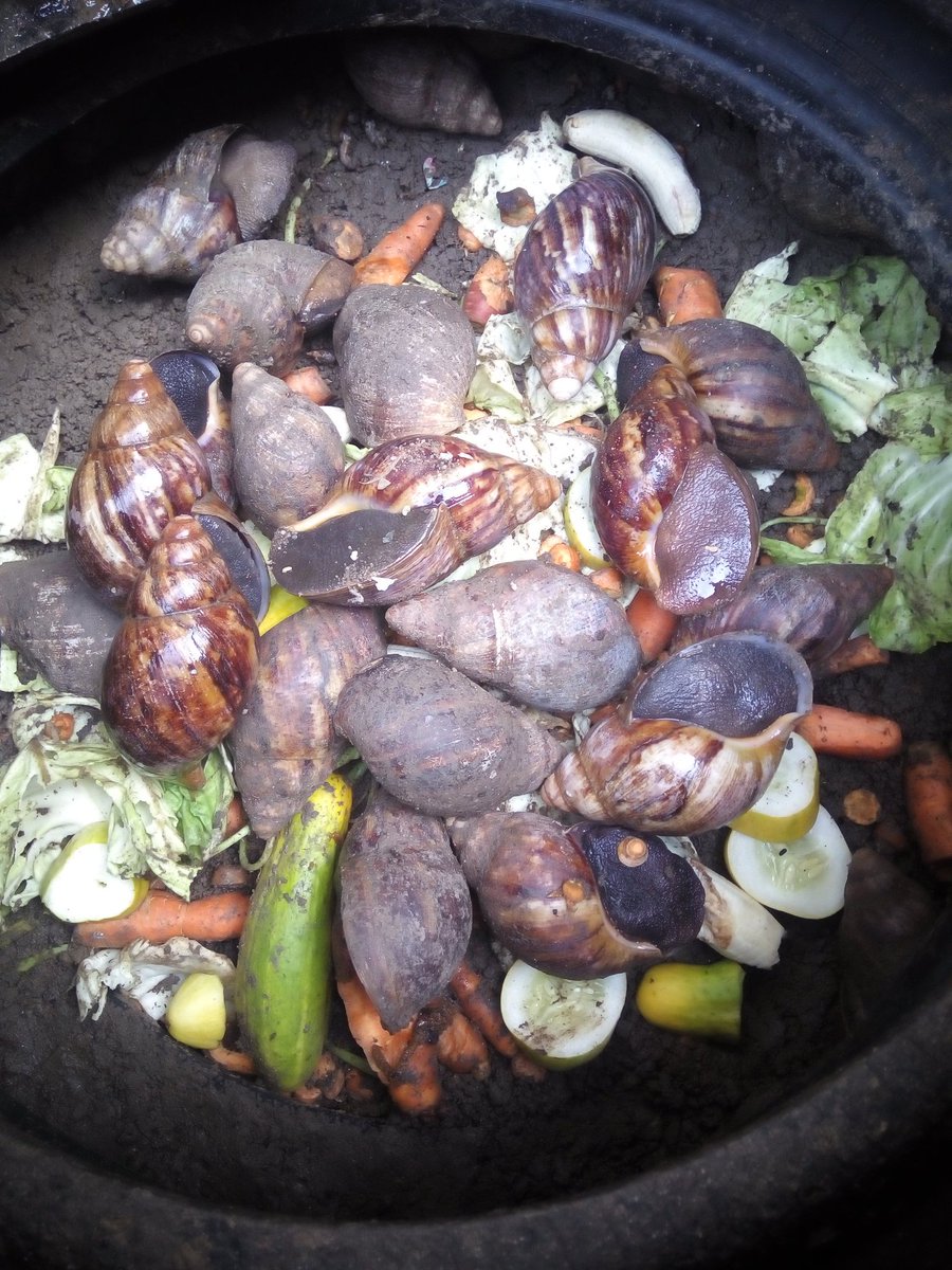 StilAgroHub's tweet photo. Don't just go out, grab a snail and fry it up. Our breed of snails are ranched- isolated and raised on feed so they purge any toxins they've munched on.They also have to be cleaned of their own waste as they're readied for consumption.
Know your farmer know your food
#EatSnails https://t.co/7OkdVwDkCC