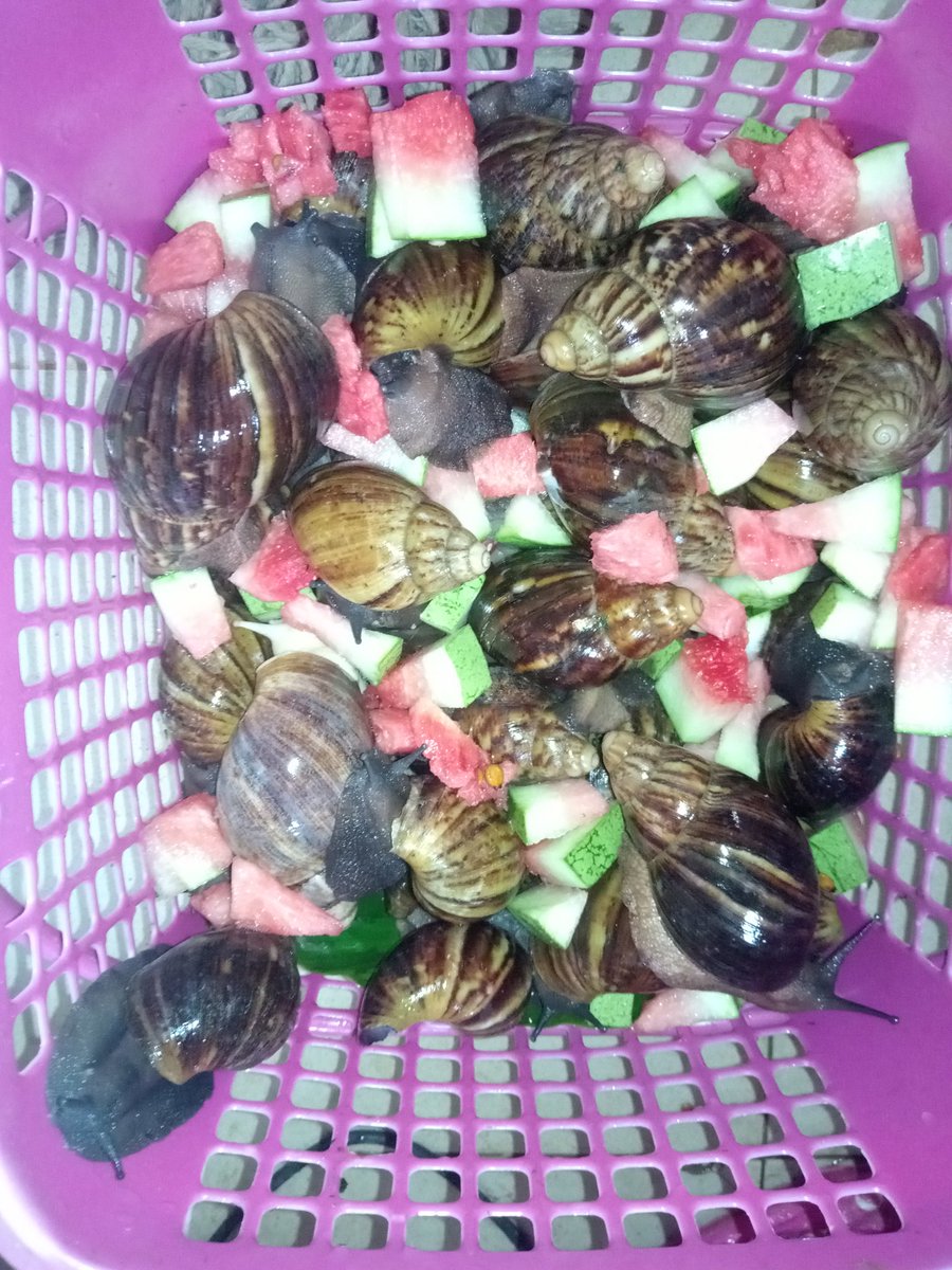 StilAgroHub's tweet photo. Don't just go out, grab a snail and fry it up. Our breed of snails are ranched- isolated and raised on feed so they purge any toxins they've munched on.They also have to be cleaned of their own waste as they're readied for consumption.
Know your farmer know your food
#EatSnails https://t.co/7OkdVwDkCC