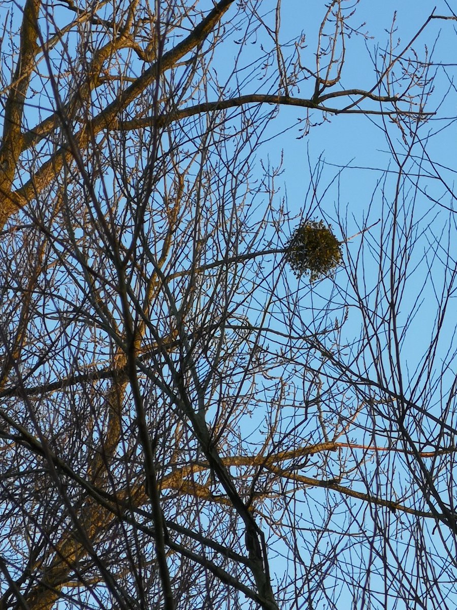 ianthita's tweet photo. While my #fauxmute is condensed into a #dailystroll during lockdown, thought it'd be a nice to share an uplifting daily nature snap from it (and would love to see yours too). Today's - a tangle of mistletoe, I always like to think of these as nature's baubles. #photography https://t.co/Wzya09brqV