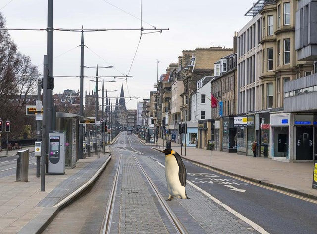 JannicaHoney's tweet photo. Lockdowns are really good for the nature, animal and growth...
Edinburgh lockdown No 666
#COVID19 #COVID20 #naturelovers #ScotlandIsNow #scotlandlockdown
#Covid19UK https://t.co/1TwmQ923oU