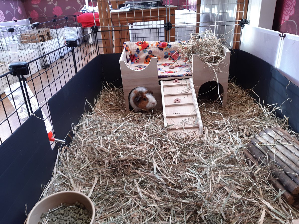 kate_harrison's tweet photo. Made good use of my lunch break to set up my new castle (Castle Thompson) home to Bob Thompson (pictured) and his 5 week old son Shiny Bob (aka Melvin aka Bob jr). https://t.co/wv5XiWJkzx