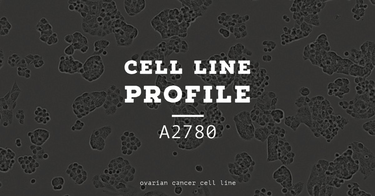 ECACC's tweet photo. A2780 was established from an ovarian endometroid adenocarcinoma tumour & commonly used as a model in #ovariancancer research. Find out more from our #celllineprofiles https://t.co/pPPgZdQE2Z https://t.co/OzvsrR9W8x