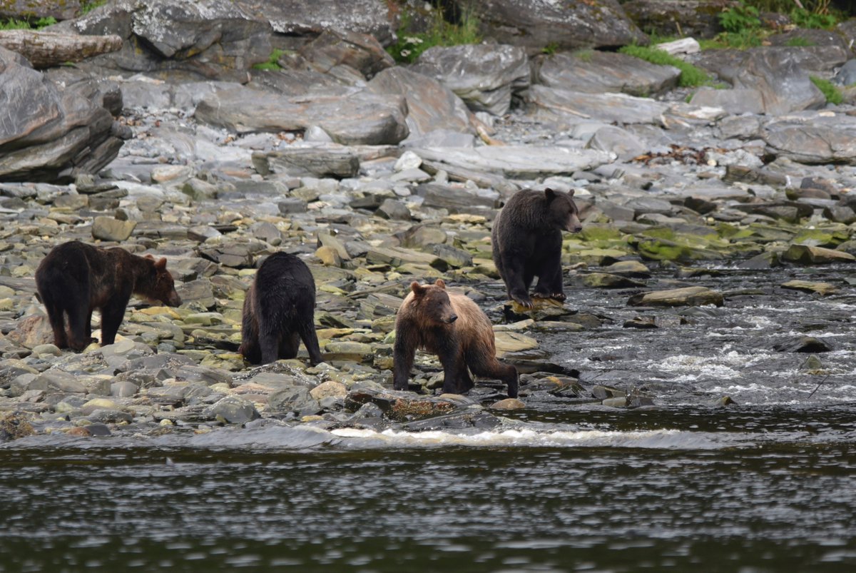 Did you know Chichagof island has the highest density of Brown Bear per square mile of anywhere in the world! Happy wildlife Wednesday!