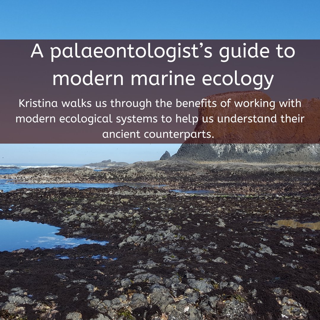TimeScavengers's tweet image. #FieldExcursion with Kristina (@barnaclebarclay) where she details how she has integrated modern ecological thinking into how she thinks about ecosystems in deep time.

Read more about the benefits of this approach, what she learned, and more: wp.me/p8kpy9-5De
