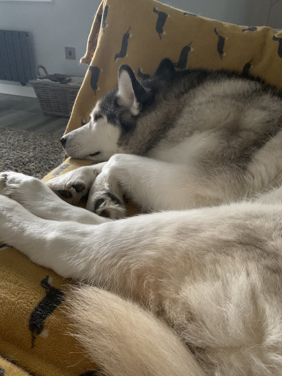 Here’s a picture of my handsome sleeping Sas to break up all the covid and politics chatter