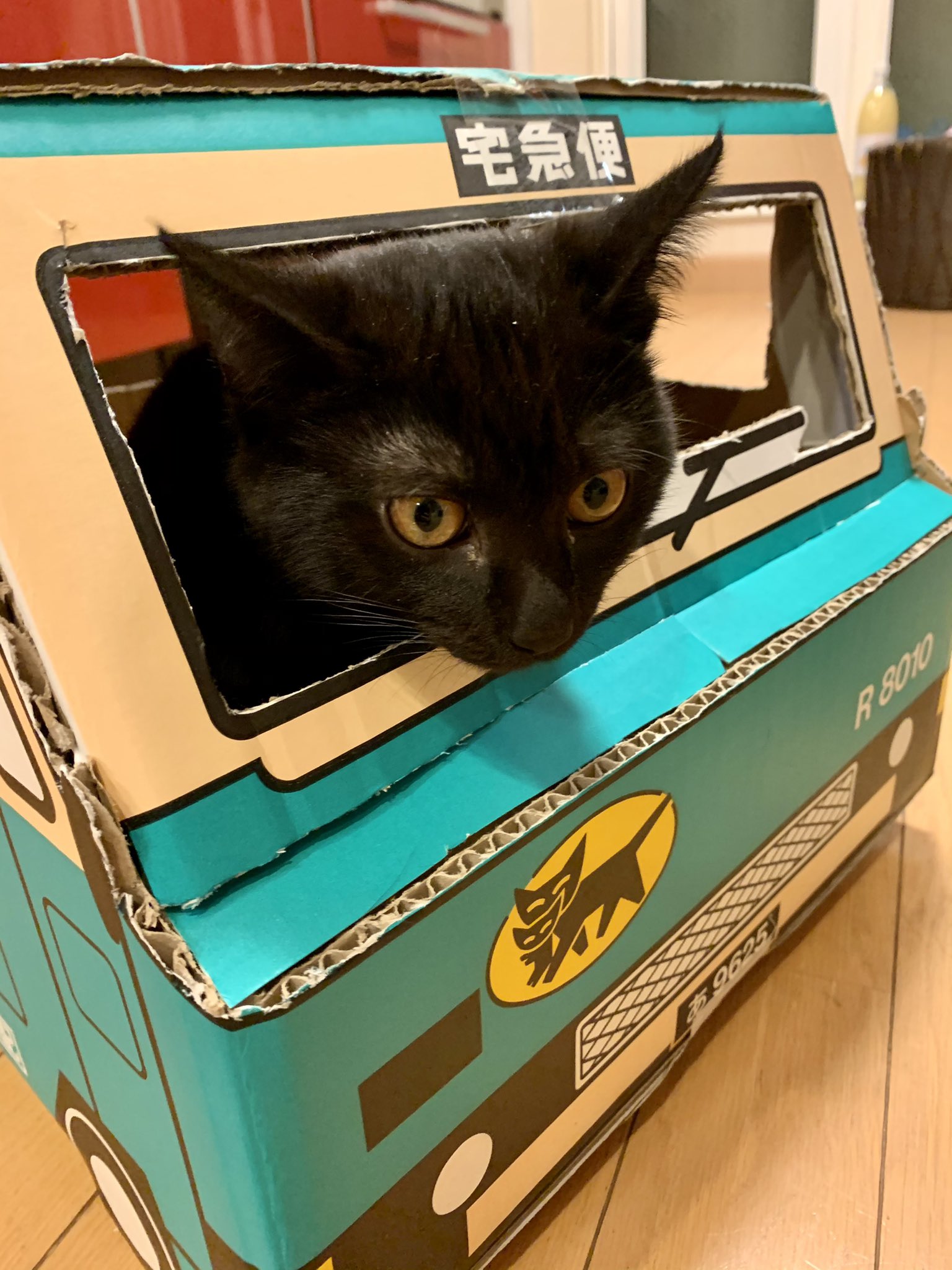 Haruko Matsuura 松浦華子 クロネコヤマト段ボール車に乗り込む クロネコとシロクロネコとミケネコ クロネコヤマトの段ボール T Co Gddoolukpr Twitter