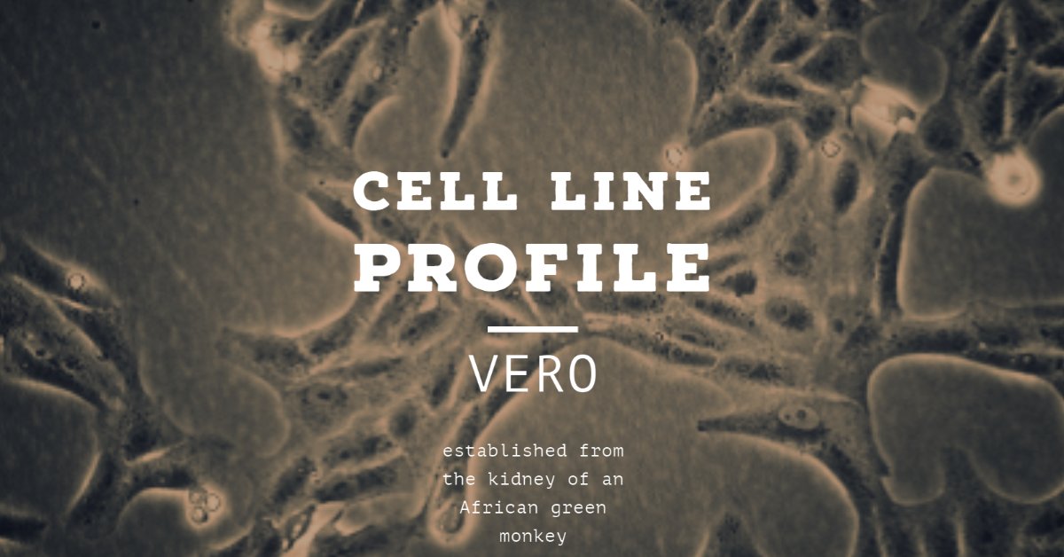 ECACC's tweet photo. The original Vero cell line was established from the kidney of an African green monkey in 1962. Find out more from our #celllineprofiles https://t.co/pPPgZdz2Ep https://t.co/7CnxeMT9CB
