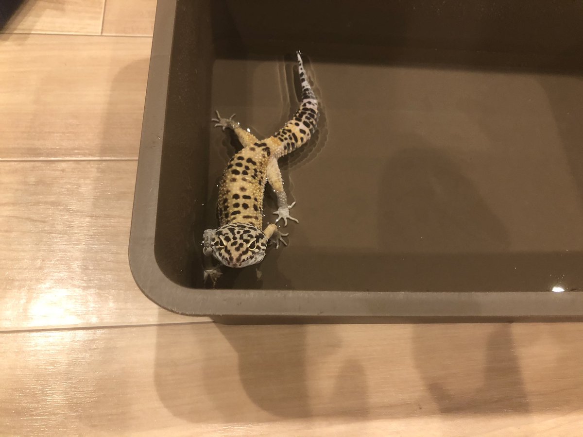 keny_12386's tweet photo. みてないではやくだして。😠😩🛀
«脱皮不全のため温浴中»

#レオパードゲッコー https://t.co/gAXzT5P4wX