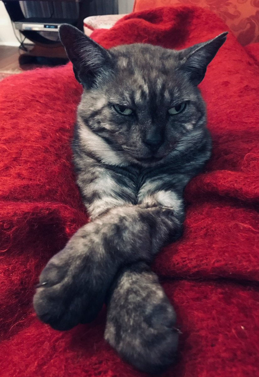 Summer in Australia. Raining and 12C. Heater on. Still, not complaining! Better than last year, rather rain than fires. The Chief Relaxation Officer agrees. #purrfectlycosy #bluemountains #weather #WritingLife #CatsOnTwitter