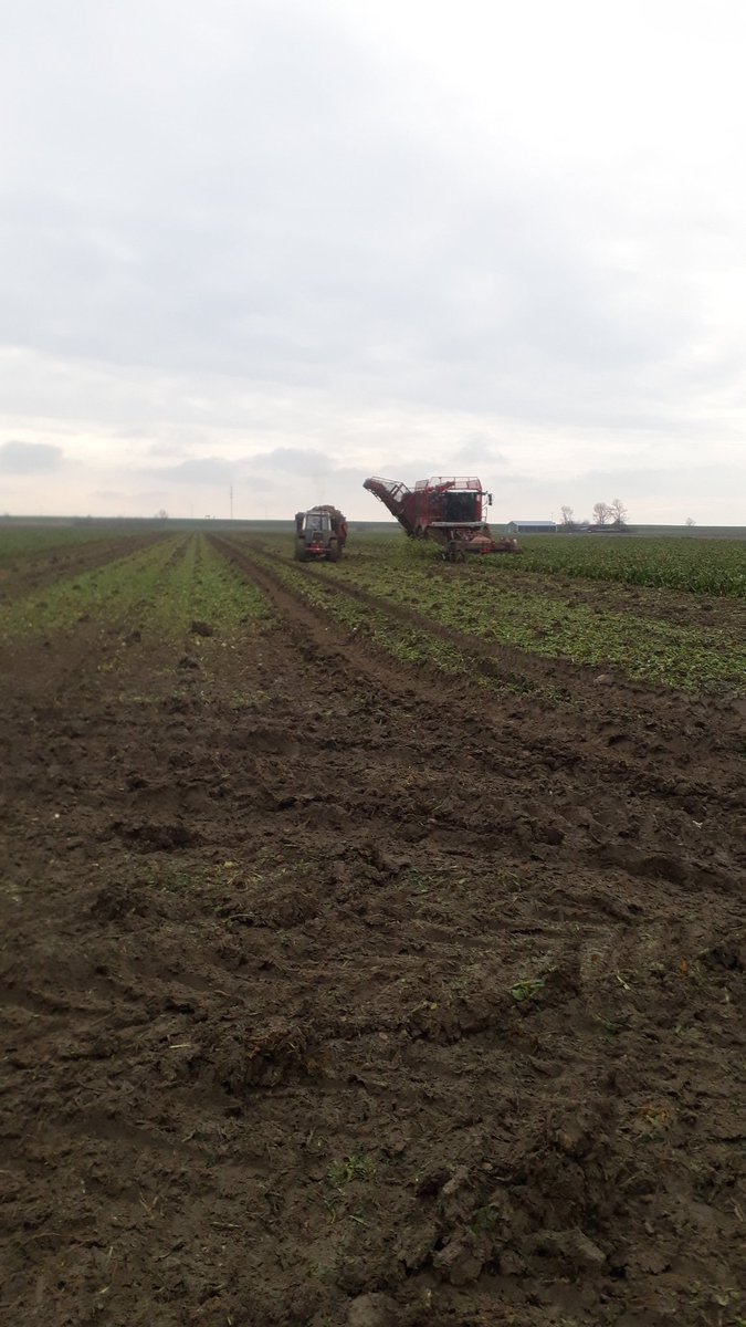 Bieten rooien anno 2021