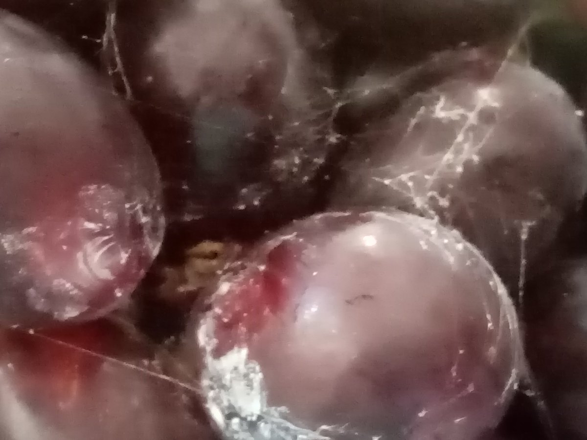 michelle townsend tweet media