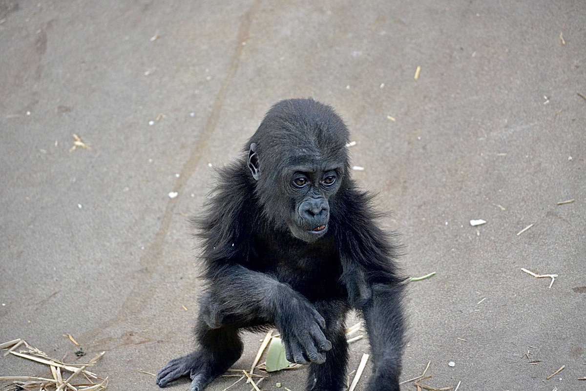photoconserve's tweet photo. O gorila que até hoje mais me apaixonou e do qual consegui estás fotografias brutais! Uma das espécies mais ameaçadas e por isso faz as honras do meu novo Twitter 🦍 https://t.co/6mbh39wVcM