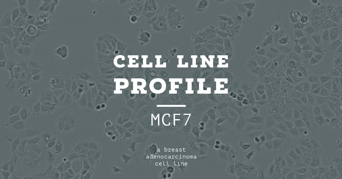 ECACC's tweet photo. #MCF7 was derived from the pleural effusion from a breast adenocarcinoma. It was named after the Michigan Cancer Foundation (MCF) & is the most studied human #breastcancer cell line in the world. Find out more from our #celllineprofiles https://t.co/pPPgZdQE2Z https://t.co/IWoOpGWS2H