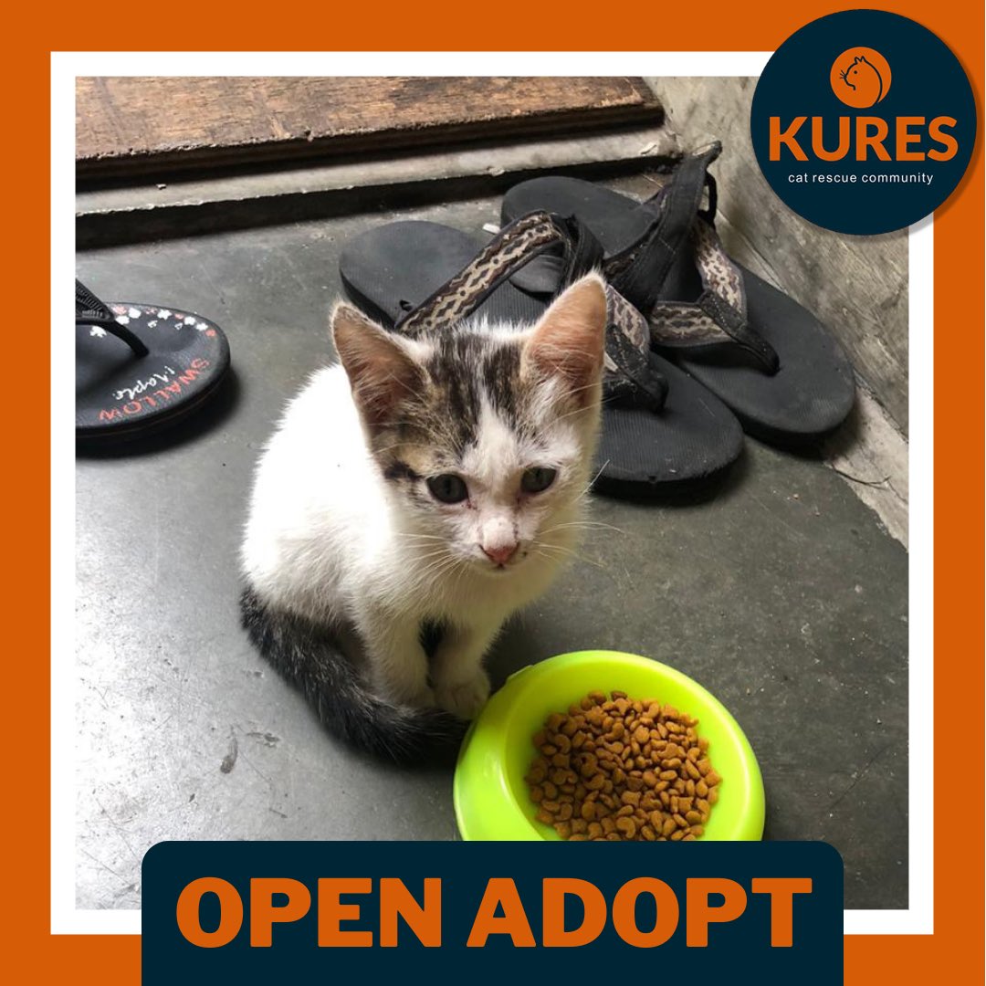 kucingrescue tweet media