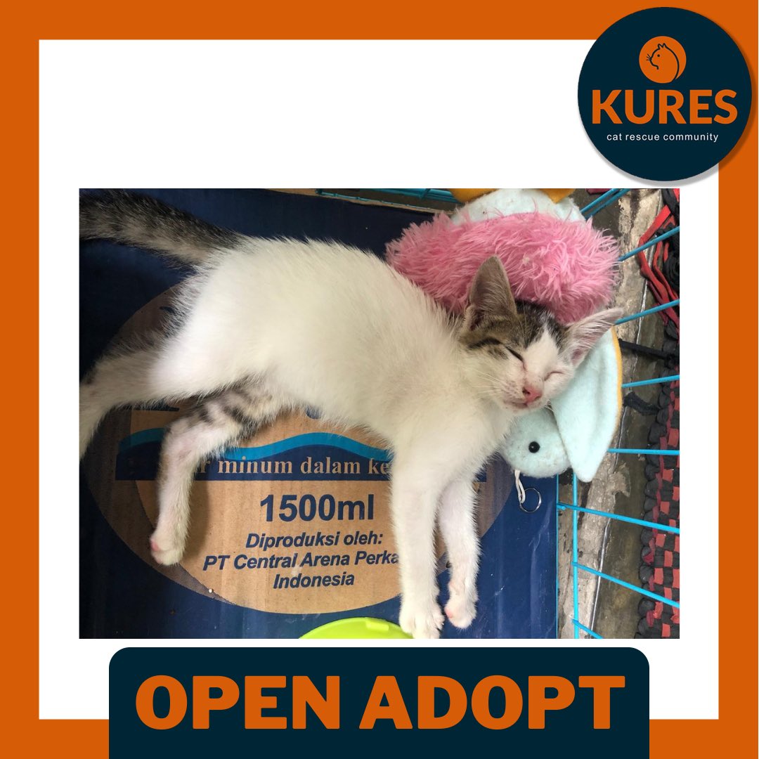 kucingrescue tweet media