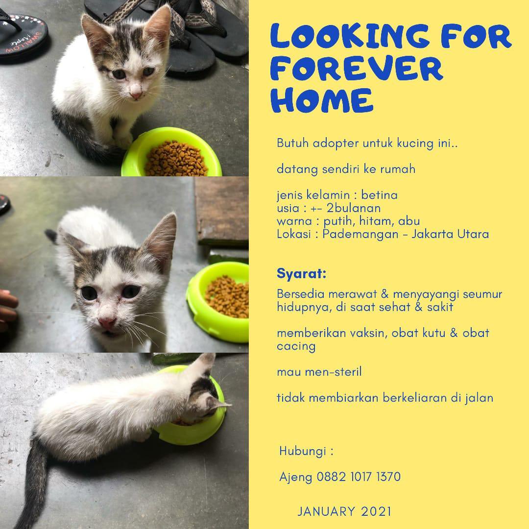 kucingrescue tweet media