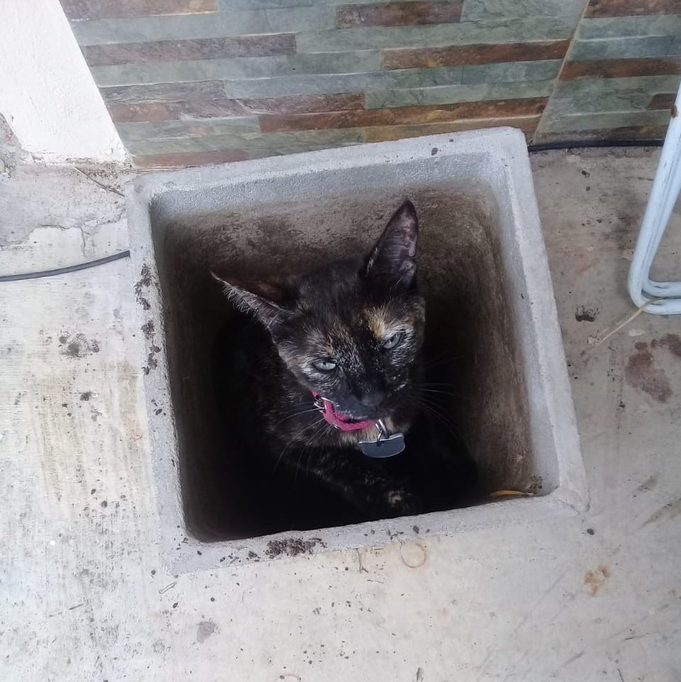 FrancoAnchaval's tweet photo. Está media rara mi planta https://t.co/fuoDny8P1t