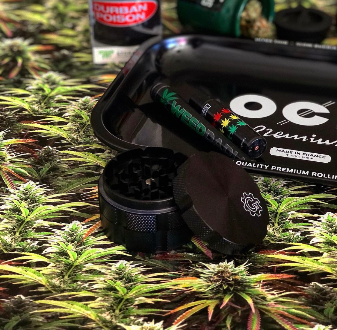 GrindhouseGrind's tweet photo. Our herb grinders give you the very best grind with precision machined shredding teeth. Browse the collection to find a variety of grinders 2-piece, 3-piece, and 4-piece configurations at https://t.co/XqAaaIlAjV today! https://t.co/IAcwKIgvyZ