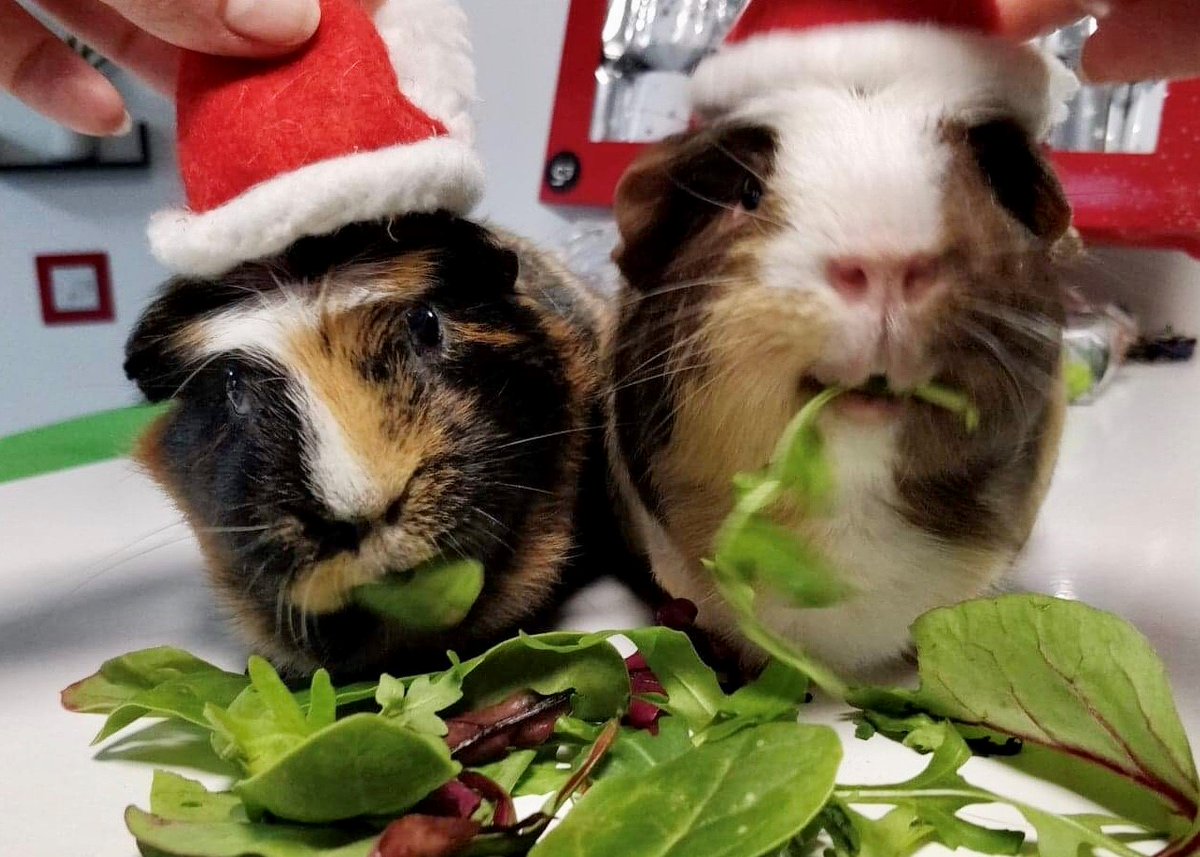 These two enjoyed the holidays  #ChilliAndFredsExcellentAdventures #SmileLikeYoureACarefreeGuineaPig