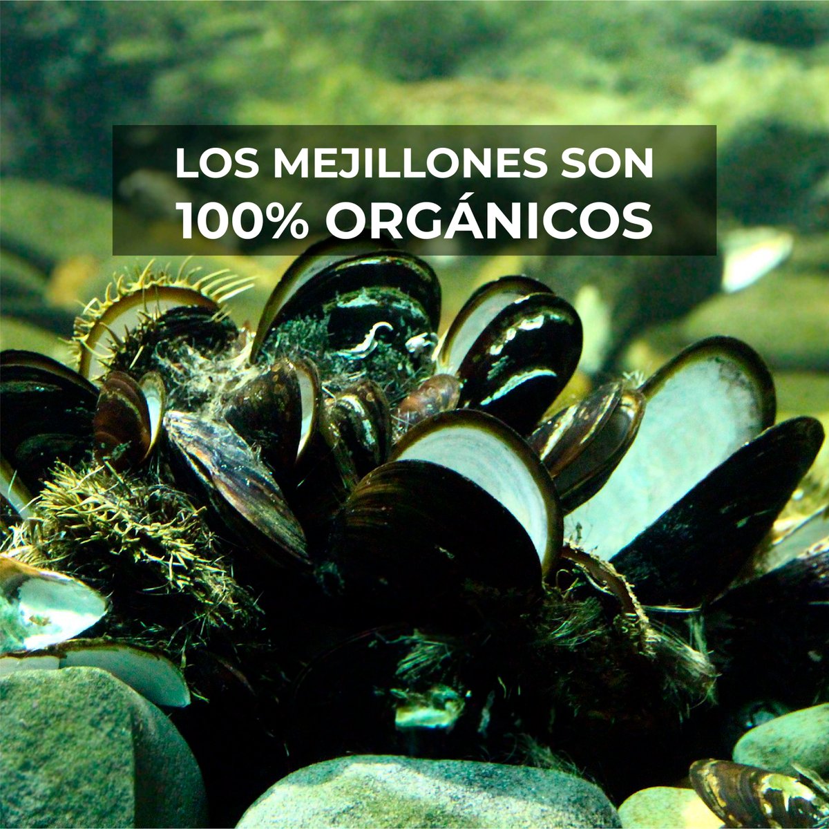 Mejillon de Chile tweet media