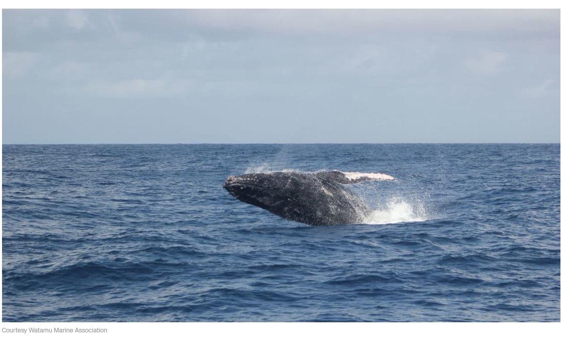Known as a safari destination, with the wildebeest migration in the Maasai Mara.. you might not think whales when you think of Kenya.
But one woman found that whales were very much alive &amp; well there!
cnn.it/35wQAov