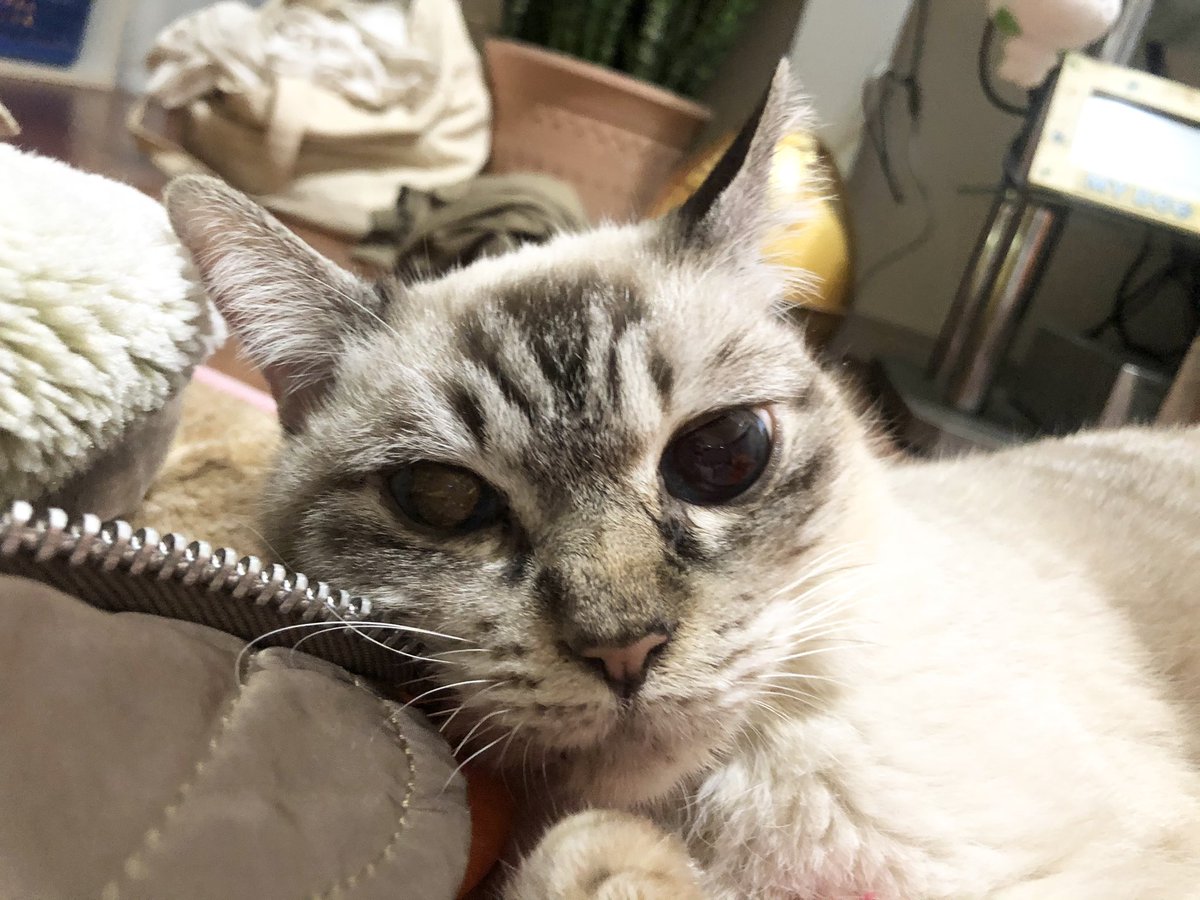 ホルネル症候群