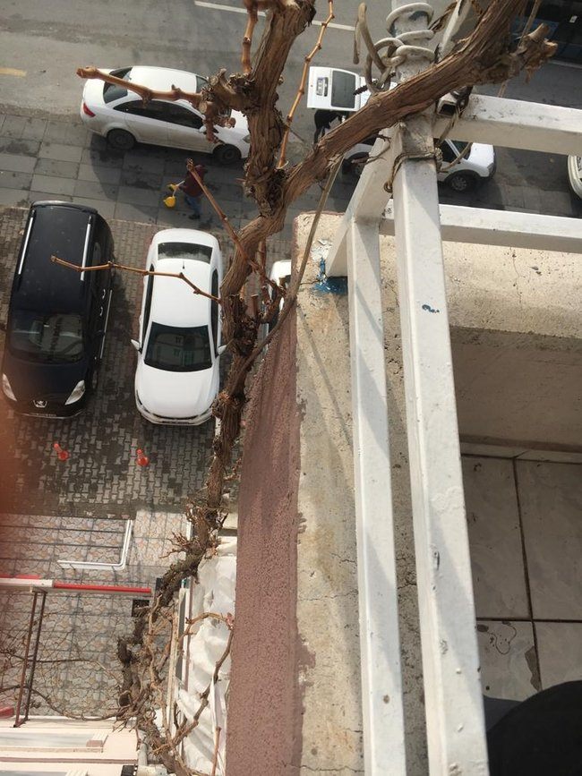 eha_medya's tweet photo. Ankara'da FETÖ’nün firari Emniyet Müdürleri İbrahim Erbaba ile Ali Dikic saklandıkları gaybubet evinde yakalandı

▪️Asma ağacına tutunarak 4. kat balkonuna inen Erbaba, komşusuna "Asma budarken ayağım kayıp sizin balkona düştüm" dedi. Kaçarken yakalandı.
https://t.co/W6sgcY75aT https://t.co/fUgmYlilIp