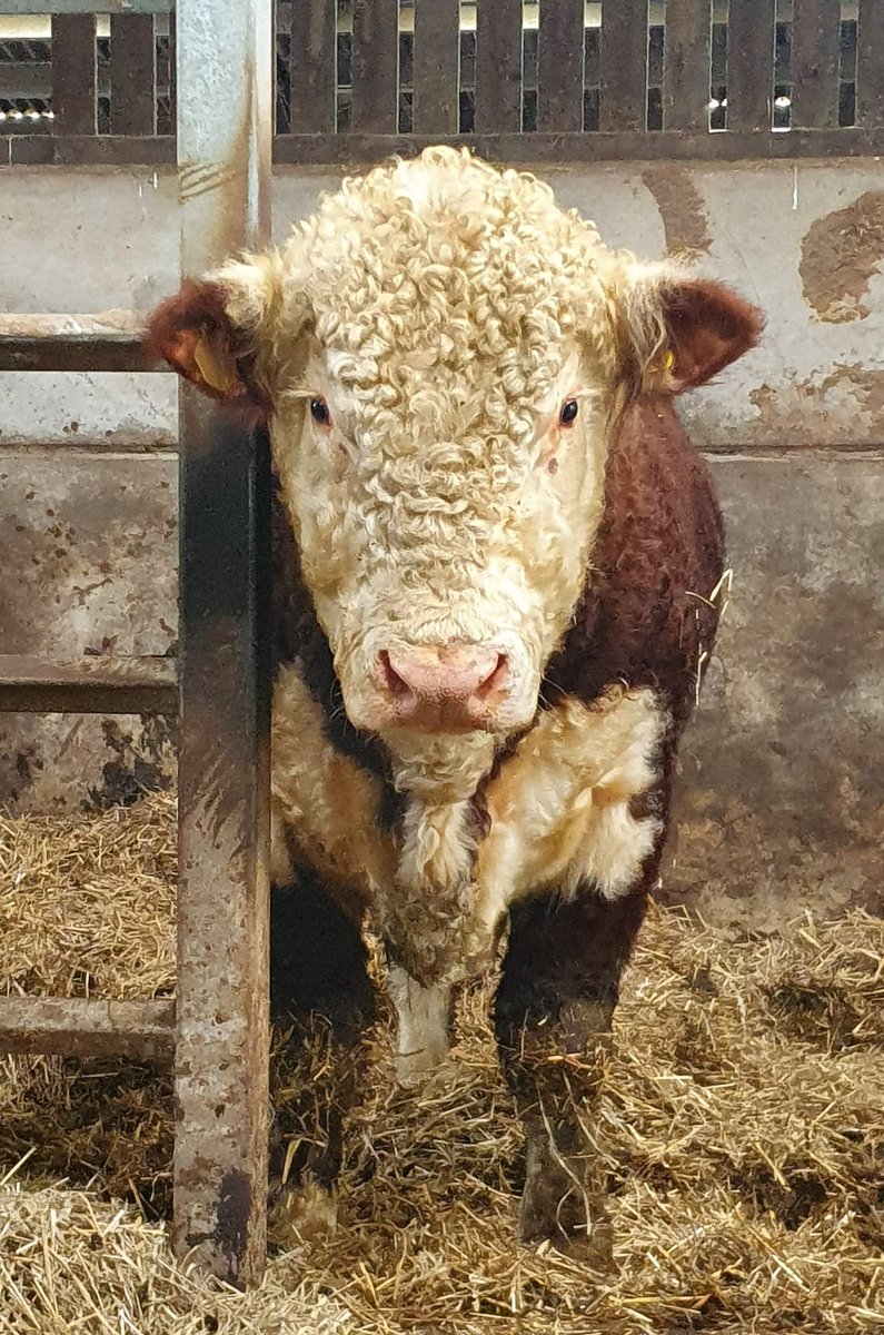 ianthemoleman1's tweet image. I think I&apos;m being watched!!
#pestcontrol #vermincontrol #molecatcher