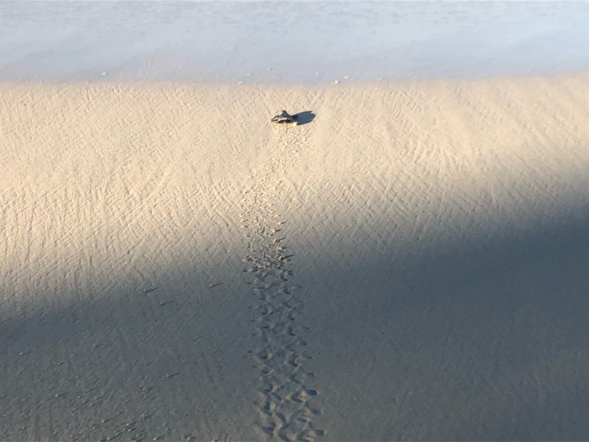 Track of life! 🐢❤️🐠 Hawksbill Sea Turtle hatching today! So happy because they are a critically endangered species! #turtlepower 

#rhythmsatrainbowbeach #rainbowbeach #stcroix #endangeredspecies #endangered #seaturtle #turtle #green #sealife #sea #happy #excited #lifeisgood