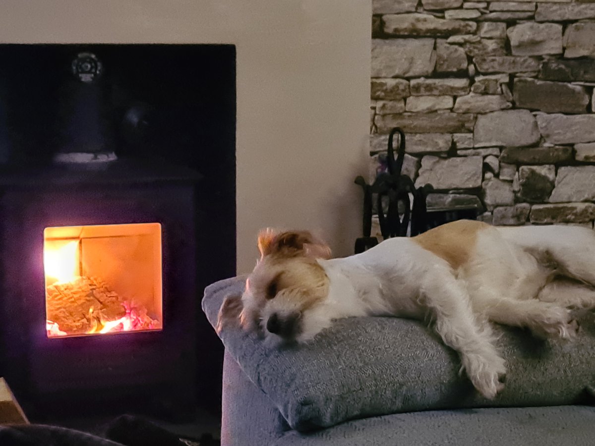 MillieandGriff's tweet photo. It's a hard life being this cute #puppy https://t.co/hdA757td6E