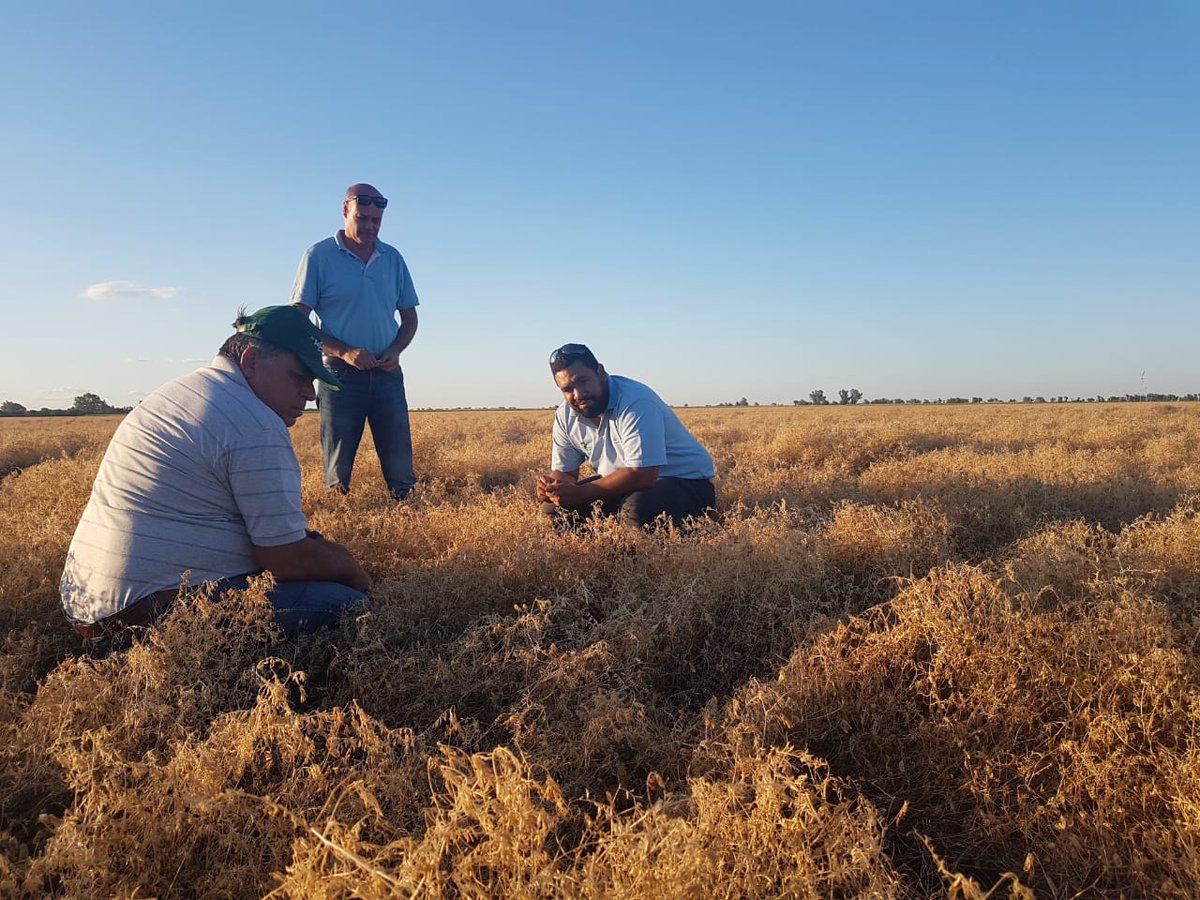CreaSurSantaFe's tweet photo. Vicia Villosa a cosecha
 CREA Las Petacas
 (establecimiento Kelymar). https://t.co/nNmsO2eqsg