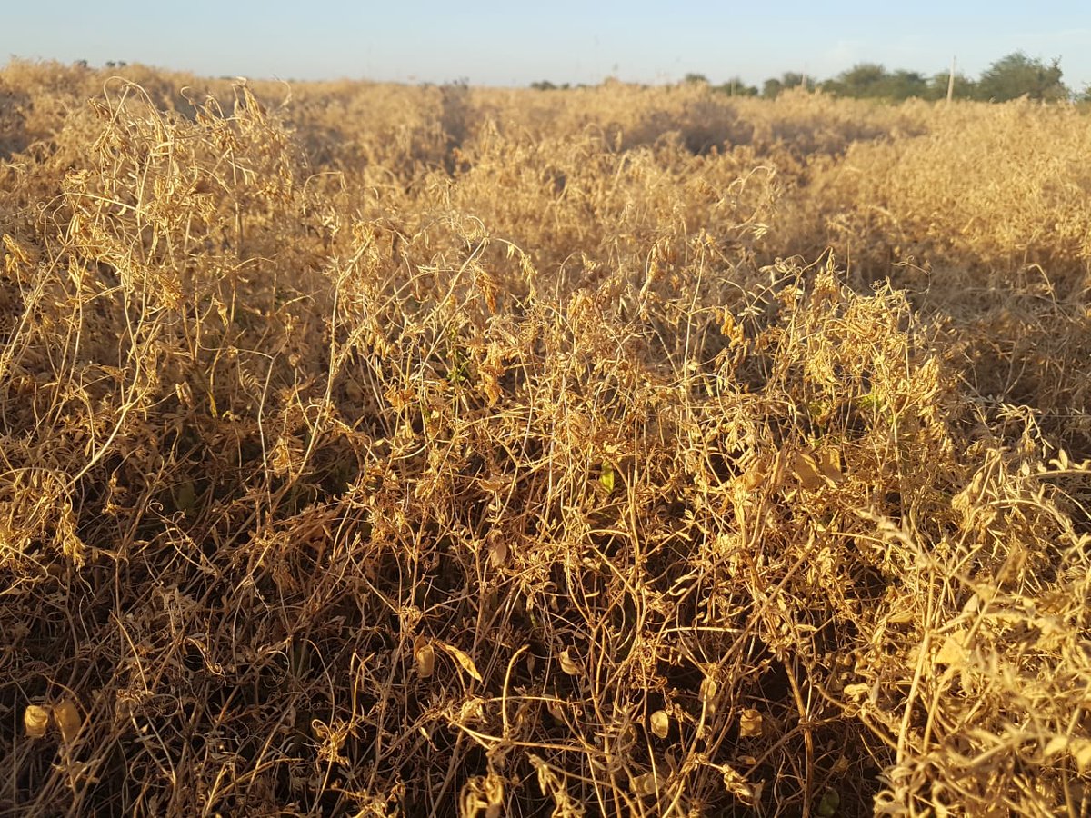 CreaSurSantaFe's tweet photo. Vicia Villosa a cosecha
 CREA Las Petacas
 (establecimiento Kelymar). https://t.co/nNmsO2eqsg