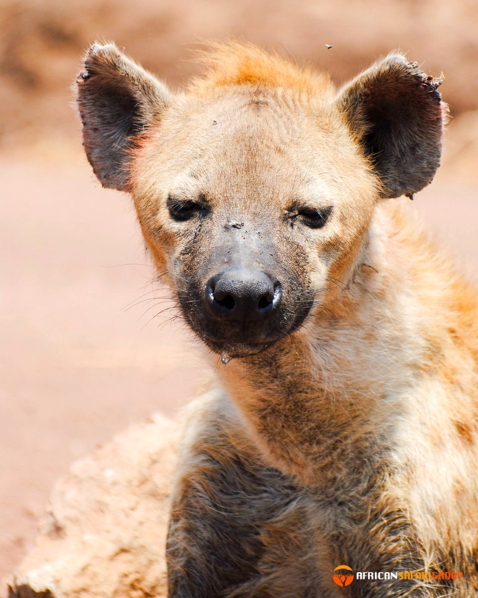 African Safari Group tweet media