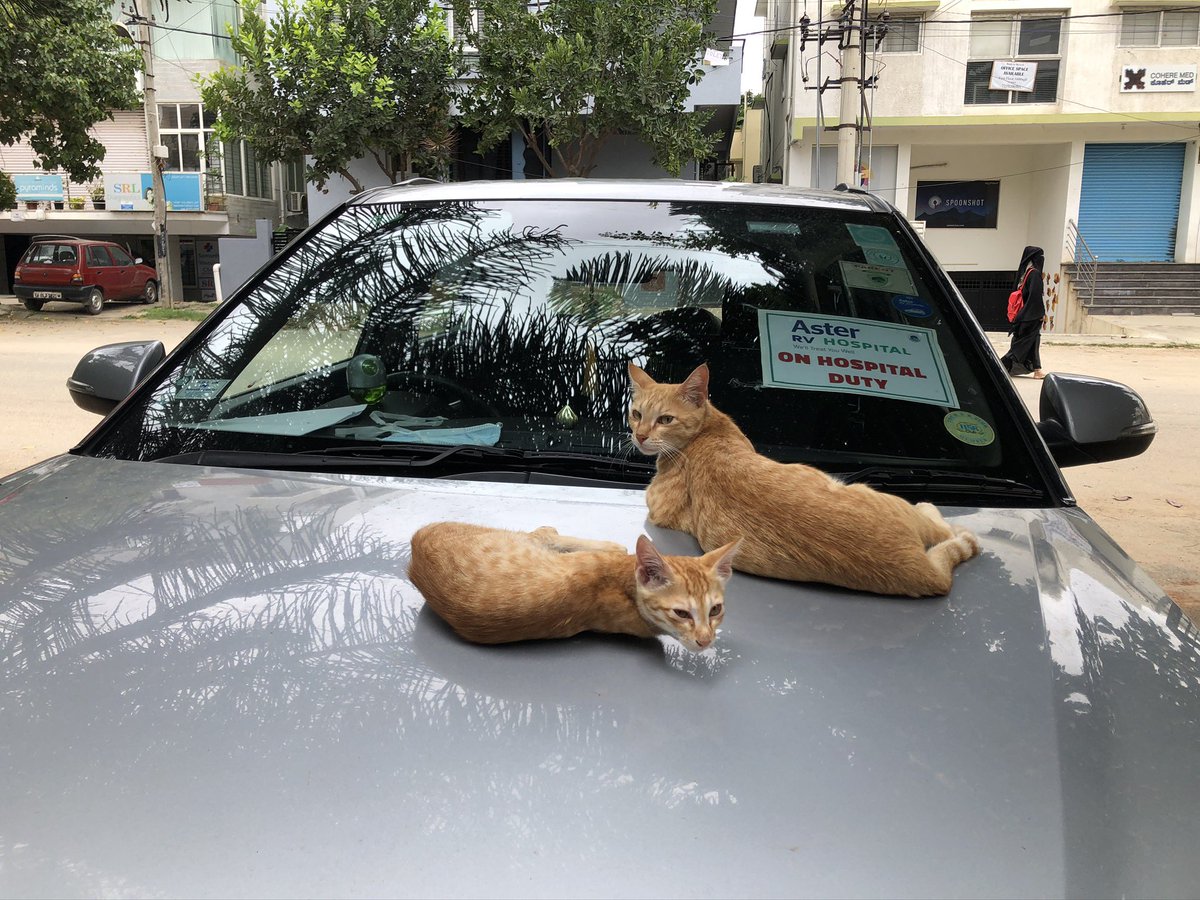 History repeats (thread)Remember these kittens? They were born on my terrace, played around the house many months ago.They grew up & strayed away, two of them only visiting the house occasionally