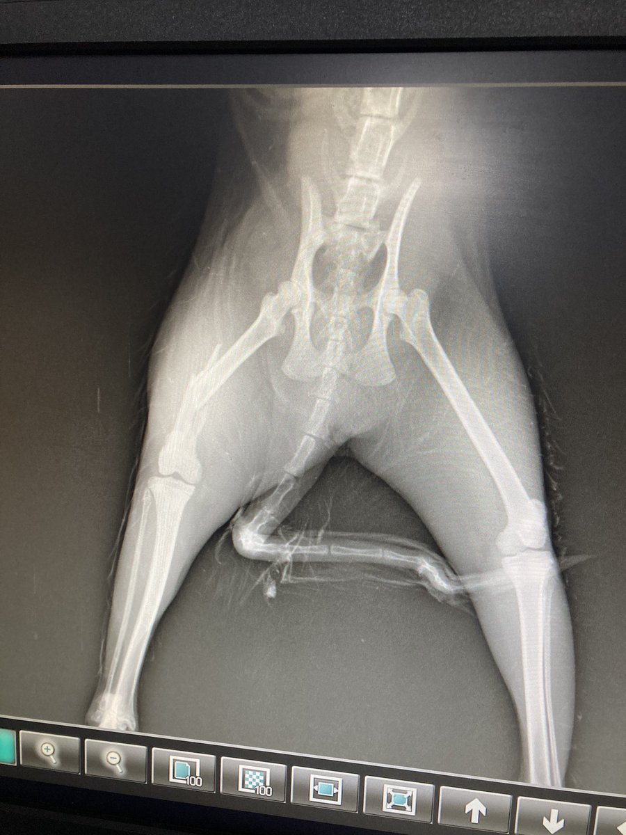 Took her to our dog’s regular vet (God bless you Dr Nandini from My Pet’s Choice Clinic, HSR layout) and got an x-ray done. Fracture of the mid thigh bone! 