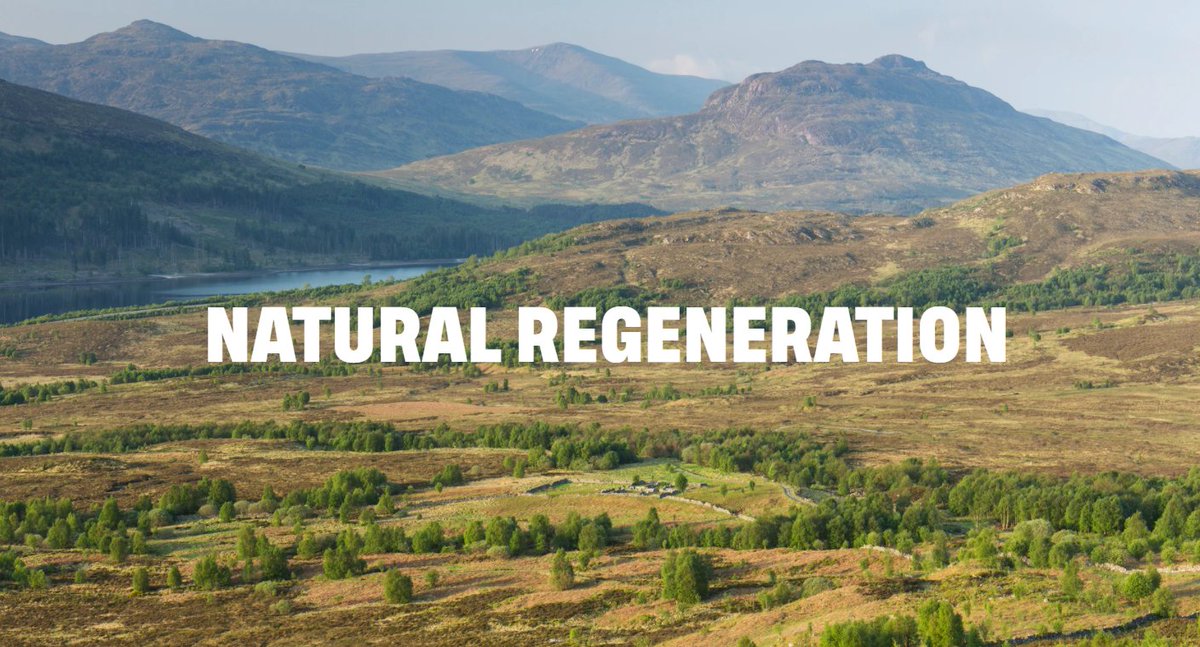 RewildingB's tweet photo. Only 13% of Britain has tree cover compared to 40% of the EU area and 46% of Europe as a whole. Letting nature expand our woodlands naturally:
✔️ is cost-effective
✔️ reduces disease risk
✔️ eliminates plastic tree guards
✔️ creates healthier woodlands
https://t.co/IB6EgMn3XQ https://t.co/YNlXUyZwDl