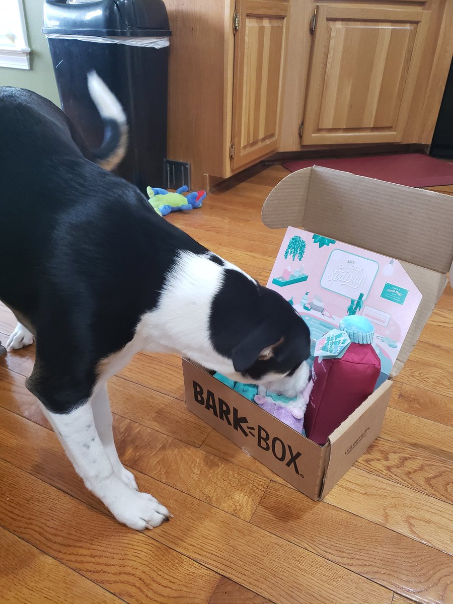 Rkasper516's tweet photo. Spa day for Bumblebee #barkbox https://t.co/H3OvbKXxmq