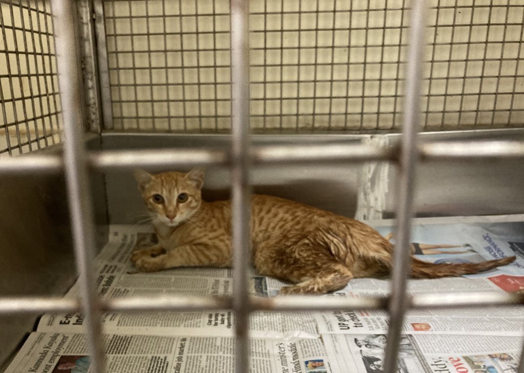 The comfortable in-patient after pain relief & antibiotic injection.