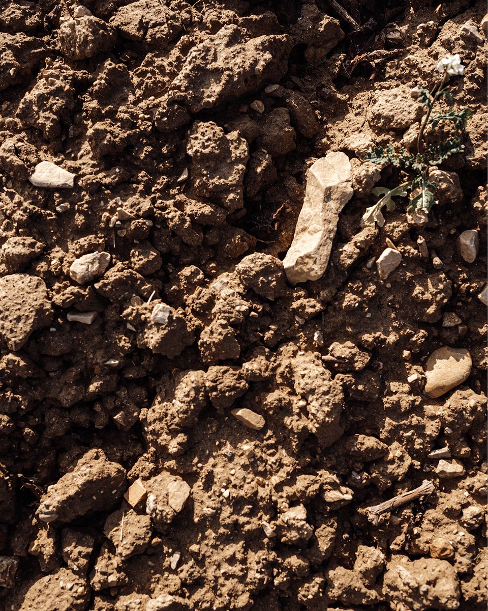 Lafourmone's tweet photo. ☀️ Voici un sols Argilo-calcaire présent sur la plupart de nos parcelles. Emblématique de l'Appellation
#lafourmone #domainelafourmone #wine #vino #vinho #vineyard #vignes #view #landscape#photooftheday https://t.co/tlTUOHVf6u
